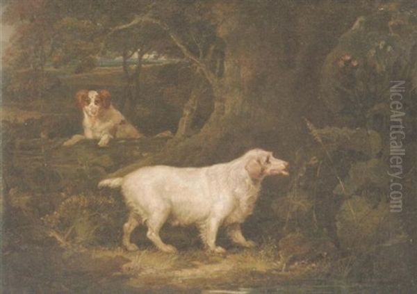 A Clumber Spaniel In A Wood - view 1