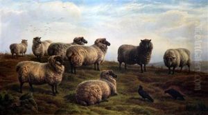 Sheep On The Moors