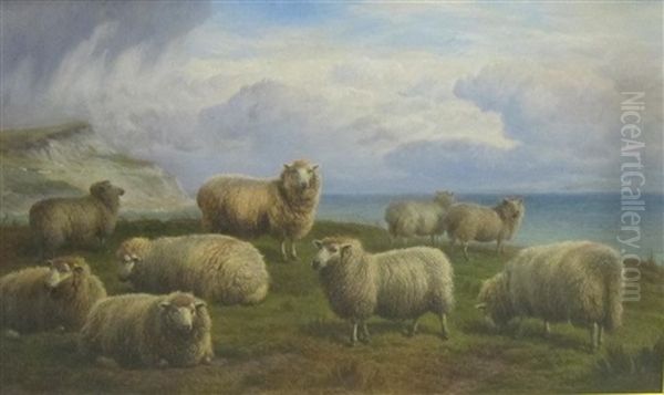 Sheep Grazing On A Cliff-top - view 1