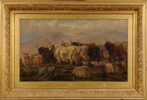 Highland Cattle And Sheep In An Upland Landscape