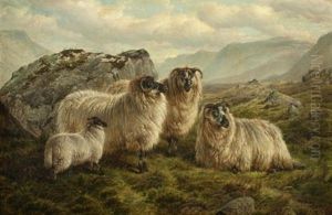 Highland Sheep In The Trossachs, Scotland