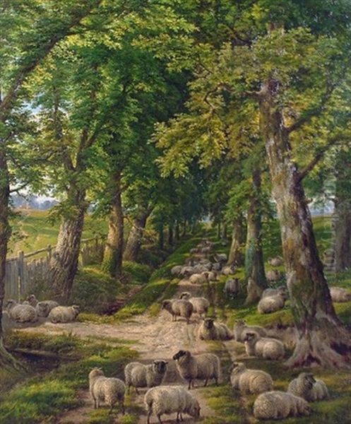 Sheep Resting On A Shady Path - view 1