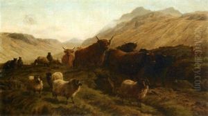 Moutons Et Ses Taureaux Des Highlands Moutons Et Ses Taureaux Des Highlands
