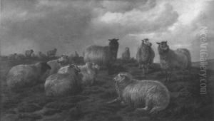 Highland Sheep On An Outcrop
