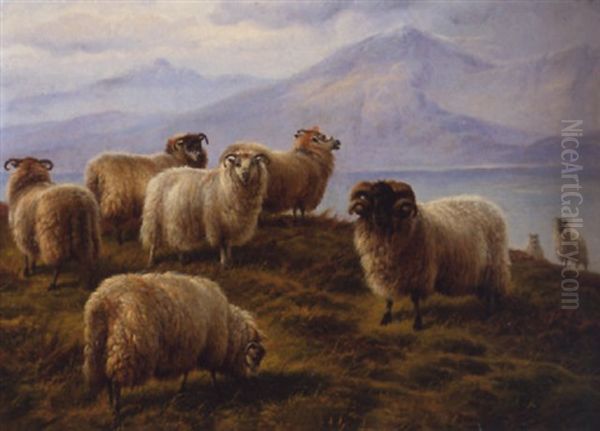 Weidende Schafe In Schottischer Seelandschaft - view 1
