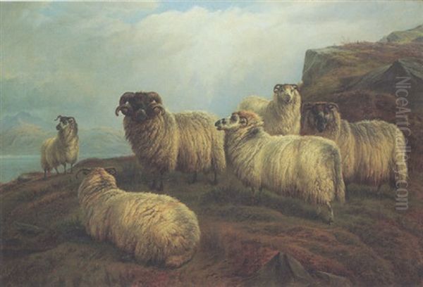 A Highland Flock - view 1