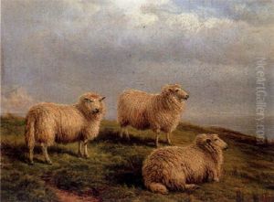 South Down Sheep by Charles Jones