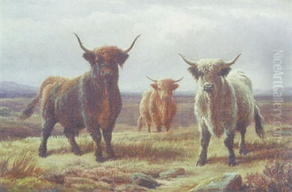 Highland Cattle - view 1