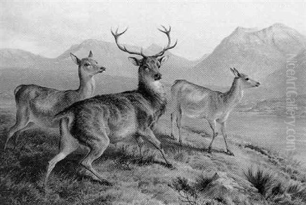 Highland Stag And Deer - view 1