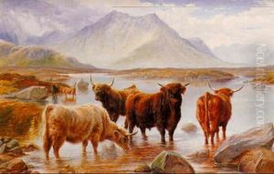 Highland Cattle by Charles Jones