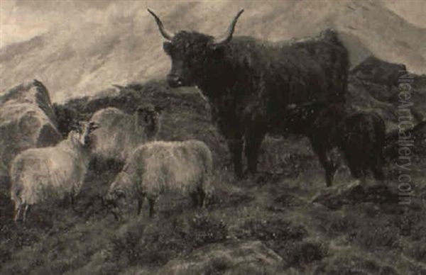 Highland Cattle With A Calf And Sheep - view 1