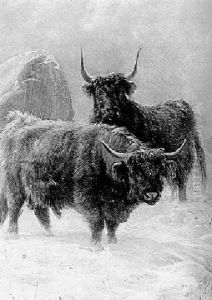 Highland Cattle In A Snowstorm