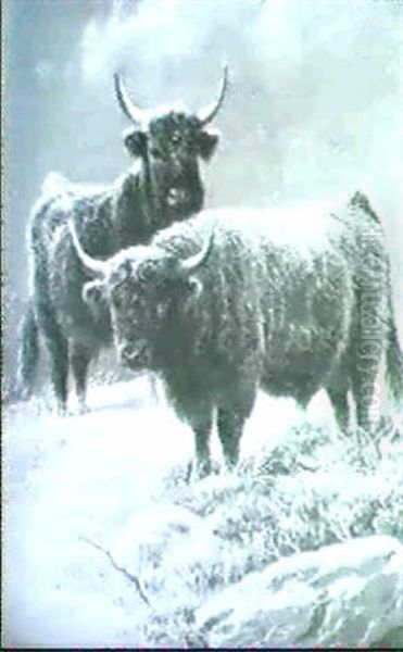 Sheep On A Highland Crag [&] Highland Cattle In    Winter - view 1