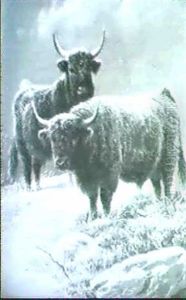 Sheep On A Highland Crag [&] Highland Cattle In    Winter by Charles Jones