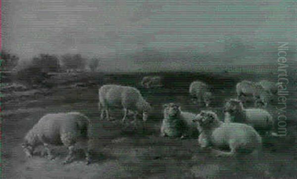 Resting Sheep - view 1