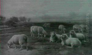 Resting Sheep