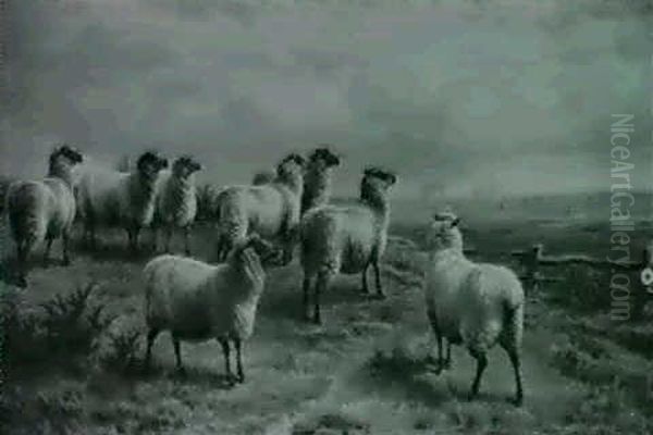 Flock Of Sheep Watching The Hunt - view 1