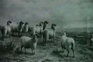 Flock Of Sheep Watching The Hunt by Charles Jones