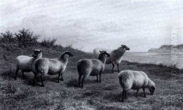 Sheep On A Headland - view 1
