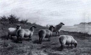Sheep On A Headland by Charles Jones