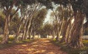 Avenue Of Blue Gums, Cape Avenue Of Blue Gums, Cape