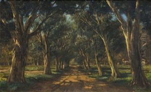 An Avenue Of Trees