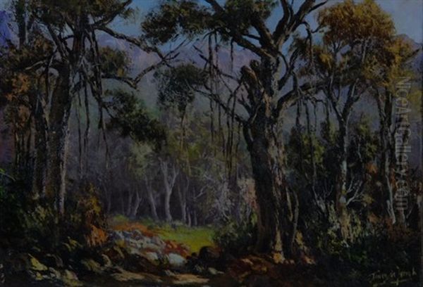 Knysna Forest - view 1
