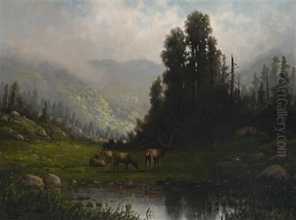 Deer Watering; In Marin Co., California (a Group Of Two) - view 1
