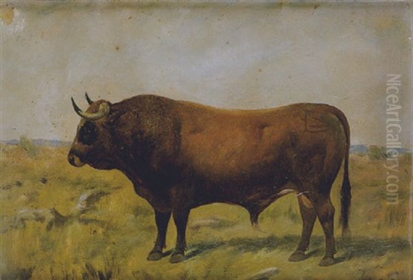 Toro En El Campo - view 1