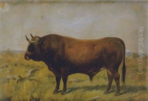 Toro En El Campo Toro En El Campo