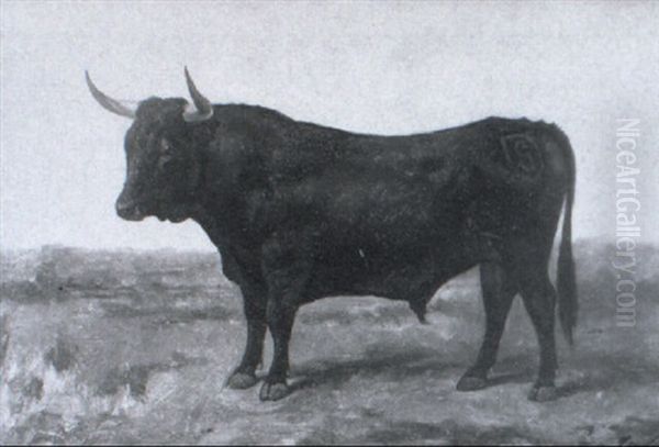Toro Bravo - view 1