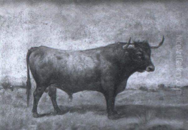 Toros Bravos En El Campo - view 1
