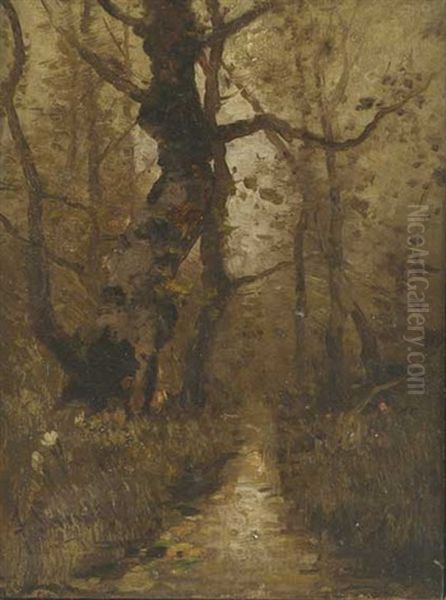Waldweg In Der Dammerung - view 1