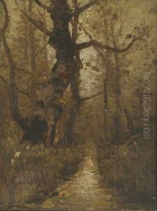 Waldweg In Der Dammerung Waldweg In Der Dammerung
