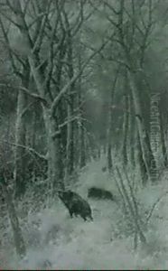 Sauen Im Winterwald Sauen Im Winterwald
