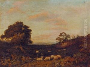 Sheep Grazing In Heathland