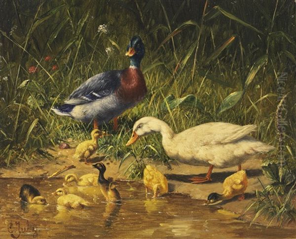 Enten Mit Jungen Am Wasser - view 1