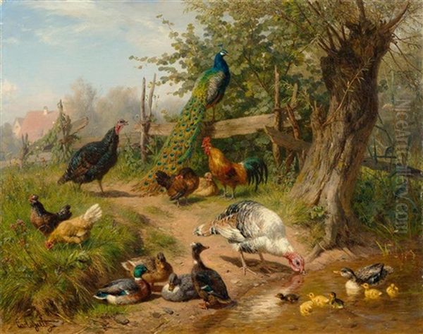 Truthahne, Enten, Huhner Und Ein Pfau Am Wasser - view 1
