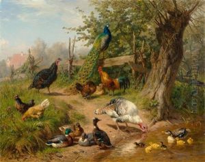 Truthahne, Enten, Huhner Und Ein Pfau Am Wasser