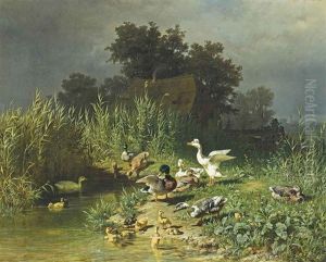 Ducks And Ducklings At A Pond