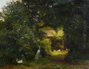 Waldlandschaft Mit Einem Pfau