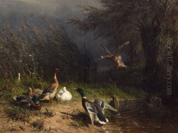 Enten Am Bachufer - view 1