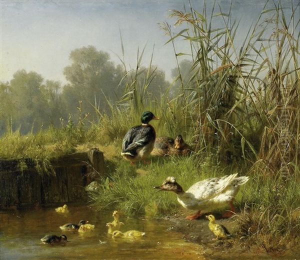 Enten Mit Ihren Kuken Im Schilf - view 1