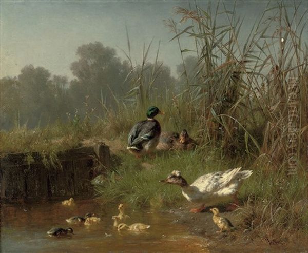 Ducks And Ducklings In A Pond - view 1