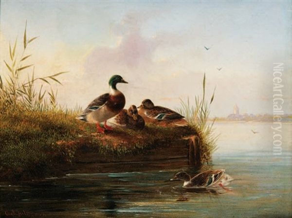 Canards Dans La Marre - view 1