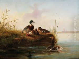 Canards Dans La Marre