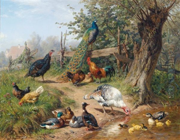 Enten, Huhner Und Ein Pfau Am Teich - view 1