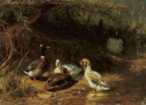 Enten Unter Buschen