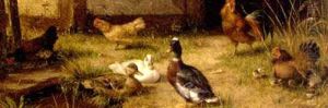 Poultry In The Farmyard by Carl Jutz the Elder