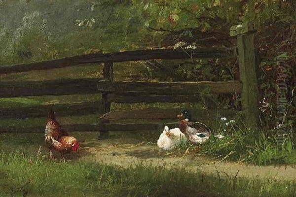 Enten Und Hennen Vor Einem Gatter - view 1